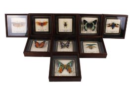 Nine cased insect specimens.