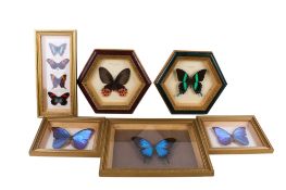 Nine cased butterfly and moth specimens.