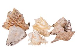 A collection of shells.