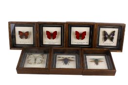 Seven cased insect specimens.