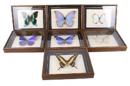 Seven cased butterfly and moth specimens.