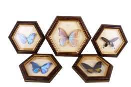 Five cased butterfly and moth specimens.