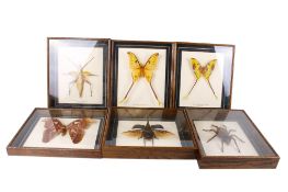 Six cased insect specimens.