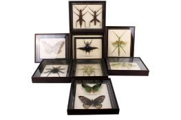 Nine cased insect specimens.