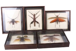 Five cased insect specimens.