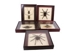 Five cased insect specimens.