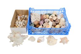 A collection of assorted seashells. Including conch, etc. Max.