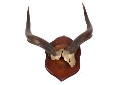 A pair of antelope horns with a wooden shield.