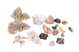 A collection of assorted coral and geological specimens. Max.