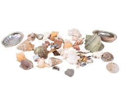 A collection of assorted seashells and some geological specimens. Max.