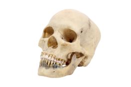 A complete Human Skull and Jaw bone.