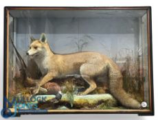 1928 Taxidermy cased Fox and Pheasant: a well modelled taxidermy of a fox and pheasant – shot
