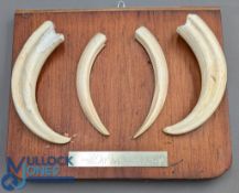 Wild Boar Tusks: mounted on wooden plinth with plaque shot by A T Hamilton South Africa 1998 -