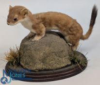 Taxidermy Stoat: naturally mounted on rock with a wooden base – size #24cm x 34cm