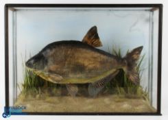 Cased Fish: fine cased Bream in a flat front display case - measures 28.5 x 20.5 x 8