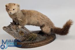 Taxidermy Weasel: naturally mounted on old post with a wooden base – size #25cm x 38cm