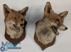 Pair of Taxidermy Fox Heads, by Barry Williams Cannock 1998, a good-looking pair on oak mounts. G