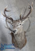 Scottish Taxidermy large Stag Head 5 & 6 pointer Antlers: on oak shield taxidermy by Barry Williams,