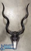 African Taxidermy large mounted Kudu Horns: on wooden shield with a plaster skull mount, size #