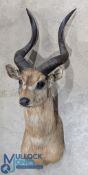 African Taxidermy Sitatunga – 1963 Uganda – shot by Major A North on Nkose Island, Lake Victoria,