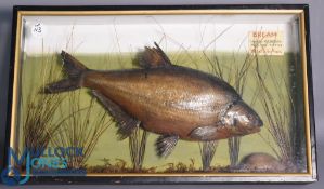 Cased Fish - Preserved Bream within glazed flat front case with gilt slip, 28