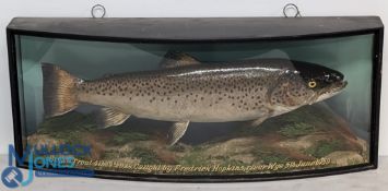 Fine preserved brown trout by J Cooper & Son, 78 Bath Road, Hounslow - mounted in glazed bow front
