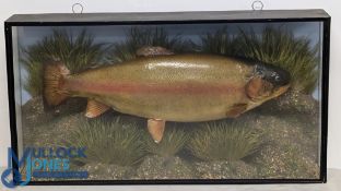 Large rainbow trout - mounted in glazed flat front case, 30