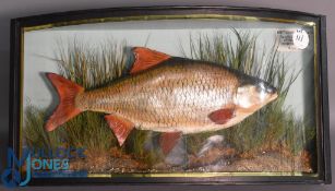 Cased Fish - by Barry Williams - replica British Record Roach - fish mounted over gravel and