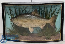 Cased Fish - Preserved Roach by J Cooper & Sons, 28 Radnor Street, London, mounted in glazed bow