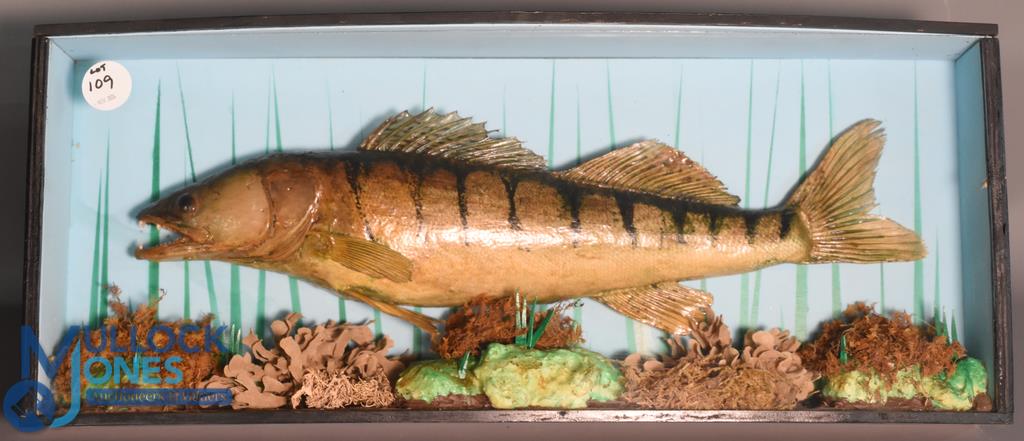 Cased Fish - Model Zander 23" long specimen - mounted over rock and reed base, vivid blue