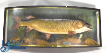 Impressive large Irish Pike, by Barry Williams - mounted in a gilt lined bow front case, 53” x 20 ½”