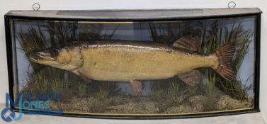 Preserved Pike - mounted in a gilt lined glazed bow front case, 41