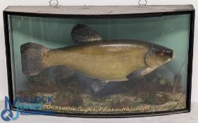Preserved Tench by J Cooper & Sons, 78 Bath Road, Hounslow - mounted in a glazed bow front case (