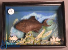 Cased Fish - Preserved Vampire Trigger Fish 'Odonus Niger' mounted in a flat front wooden case