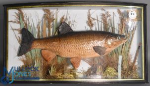 Cased Fish - Chub caught by S Wilson The Kennet, Oct 1 1939, 4lb 3oz - mounted over gravel and