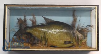 Cased Fish - Bream mounted in a glazed flat front case with gilt slip, 25