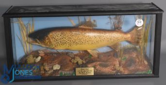 Cased Fish - Born Trout 6.5lbs, April 6th 1986 - Black Montana by G F Probert - mounted over