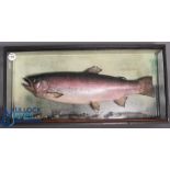 Cased Fish - large Rainbow Trout taking a fly - by C S Harvey, Partridge Green, Sussex - mounted