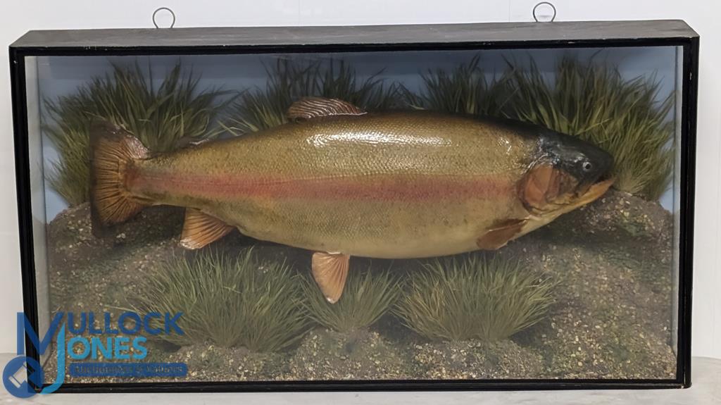 Large Rainbow Trout - mounted in glazed flat front case, 30" x 16" x 6", blue backboard, reed/gravel