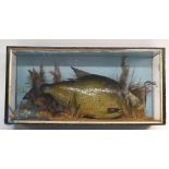 Cased Fish - Bream mounted in a glazed flat front case with gilt slip, 25"x12"x7", fish mounted on a