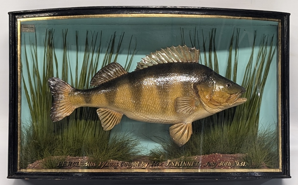 Fine J Cooper & Son Taxidermy Case Perch, bow fronted case with gold lettering Perch 3lbs 1 ½ oz