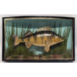 Fine J Cooper & Son Taxidermy Case Perch, bow fronted case with gold lettering Perch 3lbs 1 ½ oz