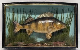 Fine J Cooper & Son Taxidermy Case Perch, bow fronted case with gold lettering Perch 3lbs 1 ½ oz