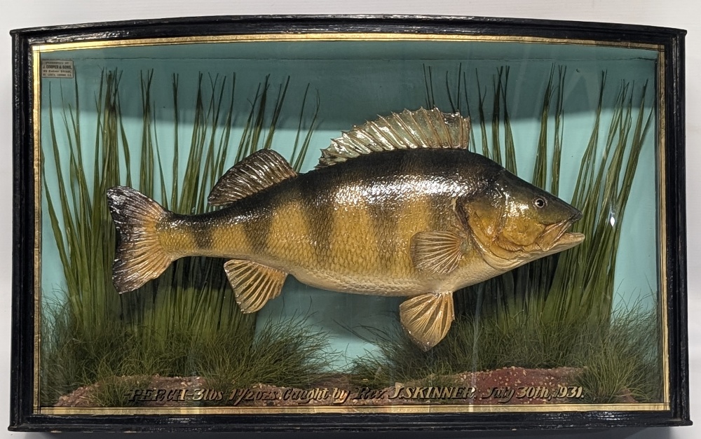 Fine J Cooper & Son Taxidermy Case Perch, bow fronted case with gold lettering Perch 3lbs 1 ½ oz - Image 2 of 3