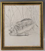 Pencil Sketch of Carp Cyprinus Carpio by David Miller 2008, size 23cmx 29.5cm