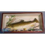 Cased Fish - Model Brown Trout of 9lb 10oz - taken from the River Avon, great Somerford, June 17th