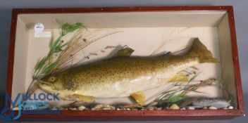 Cased Fish - Model Brown Trout of 9lb 10oz - taken from the River Avon, great Somerford, June 17th