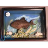 Cased Fish - Preserved Vampire Trigger Fish 'Odonus Niger' mounted in a flat front wooden case
