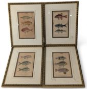 4x Antique coloured Fish Engravings, taken from Animal Kingdom book by C Henderson c1800 - in