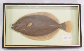 Cased Fish preserved fish Cornish Sole - Megrim Lepidoromus Whiffiagonis, by Two Hoots Taxidermy